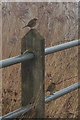 A pair of robins, Sankey Valley Park