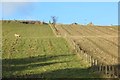 Fields, Bankhead