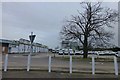 Ash tree on the former Ericsson factory site