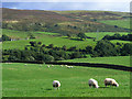 Pasture, Castle Carrock