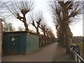 Avenue of trees on Wimbledon Park