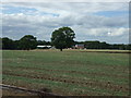 Farmland west of Bruntingthorpe