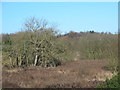 Woodland between Amwell Lane and the River Lea (or Lee) north of Stanstead Lock