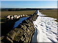 NZ0254 : Dry Stone wall heading south from Barleyhill by Clive Nicholson