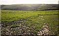 Field near Muchlarnick