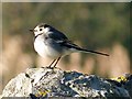 ST3386 : Pied Wagtail, Spytty, Newport by Robin Drayton