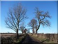 SE4608 : Storm-damaged ash tree, west of Frickley by Christine Johnstone