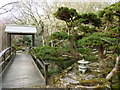 In the Japanese Garden, St Mawgan