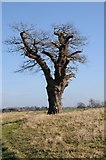 SO8447 : Oak tree by Philip Halling