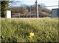 A crocus by the colliery