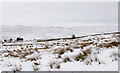 Snowed moorland near to Hartside Cottages