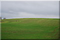 A rolling Suffolk hillside