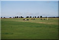 Horses, Rowden Farm