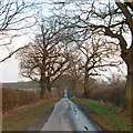 Trees and hedgerows on Tofts Chase, Little Baddow