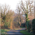 Trees and hedgerows, Ulting Hall Road