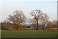 Trees on the River Ter near Bumfords Bridge, Hatfield Peverel