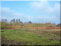 Young trees near River Blackwater