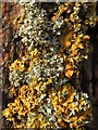 NS3678 : Lichens on a tree by Lairich Rig
