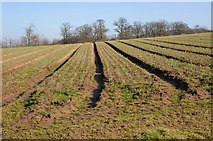 SO8445 : Arable field near Sheepscote Farm by Philip Halling