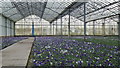 Commercial glasshouse and crop of Pansies