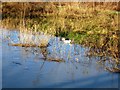 Ducks in Aylesbury