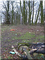 SJ5699 : Remains of campfire in woodland near Long Covert, Downall Green by Gary Rogers
