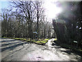 Low sun through the trees at a road junction