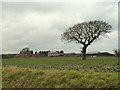 Tree in field near Arch Lane Farm, Garswood