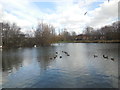 TQ5909 : Common Pond, Hailsham by Paul Gillett