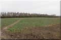 Oilseed rape, Prescott