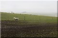 SO1386 : Sheep, Kerry Ridgeway by Richard Webb