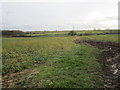 Footpath to Kelham