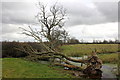SJ4151 : Fallen tree and waterlogged ground by Jeff Buck