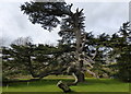 TR2554 : Cedar of Lebanon tree at Goodnestone Park by pam fray