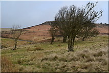 SK2581 : Trees on edge of Hathersage Moor by David Martin
