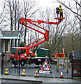 Tree cutting on Mearns Street