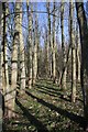 Trees and their shadows