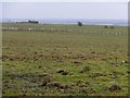SE2550 : Sheep pasture, Rigton High Moor by Christine Johnstone