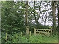 Wood near Hutton Bank