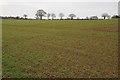 SO9065 : Arable land near Park Farm by Philip Halling