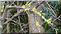 Lichen on a twig