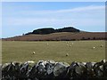 NU1030 : Sheep in pasture near Warenton by Russel Wills