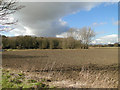 Ash Carr across a drilled field