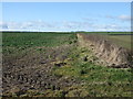 Crop field and hedgerow