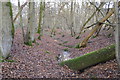 Stream, Strood Copse