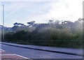 Trees by Viaduct Road, Ware