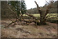SJ2637 : Ancient oak tree, Crogen, Glyn Ceiriog by Christopher Hilton