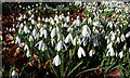 NO5050 : Snowdrops (Galanthus nivalis) by Anne Burgess