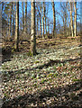 NS8196 : Springtime, Hermitage Wood by William Starkey