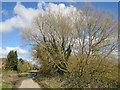 Trees beside the pond at Malthouse Farm